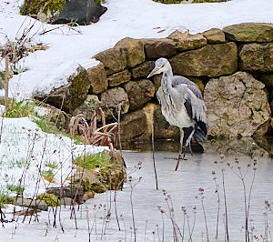 Grey heron walking on frozen pond