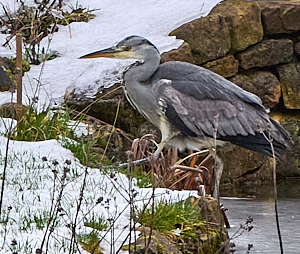 Grey heron walking off frozen pond