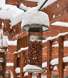 Snow covered peanut feeder