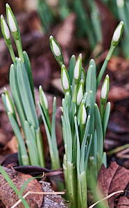 Snowdrops appearing