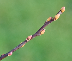 Buds on goat willow