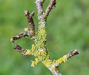 Lichens on the apple tree