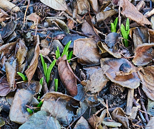 Bluebells appearing above the leaf litter