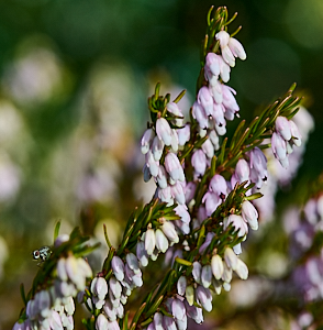 Heather with blooms