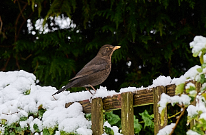 Blackbird on snowy perch