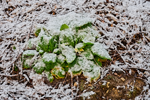 Snow covered primrose