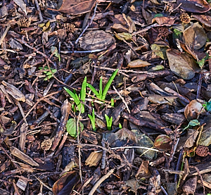 Bluebells appearing above ground