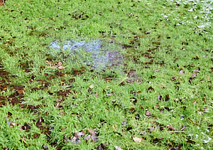 Standing water in garden lawn