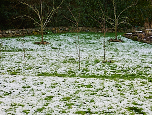 Partially melted snow in garden