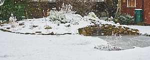 Falling snow in garden