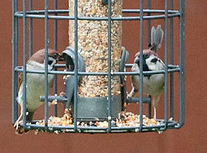 Tree Sparrow on Feeder