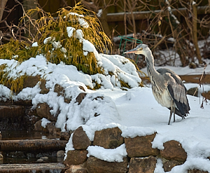 Grey Heron standing in snow near garden waterfall