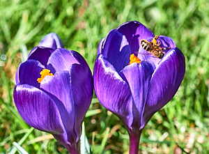 Close up of crocus flower with insect