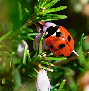 Ladybird on heather