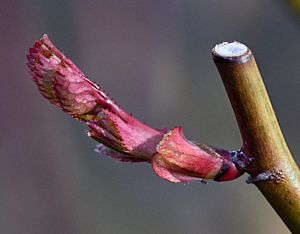 Bud on Leaping Salmon rose