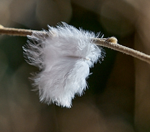 White feather caught on twig