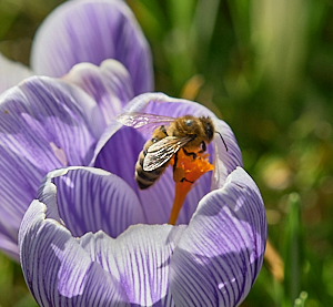 Insect on crocus