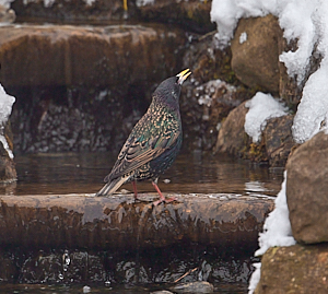 Starling drinking water