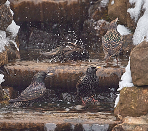 Starlings bathing in waterfall