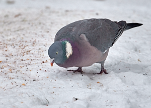 Wood Pigeon eating seed on snow.