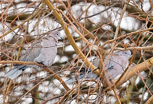 Collared Doves sitting in bare willow tree