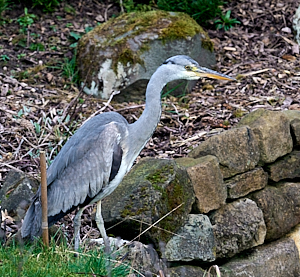 Grey heron by the pond