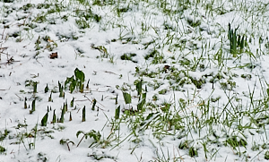 Flowers emering from the snow