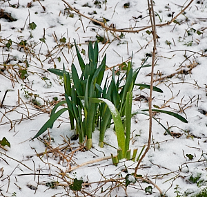Daffoidils emerging through snow