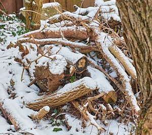 Snow covered wood pile