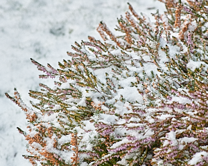 Heather covered in snow