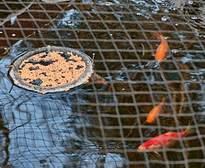 Fish near a feeding ring