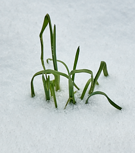 Garlic in snow