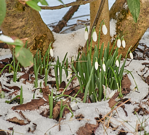 Snowdrops in flower with snow