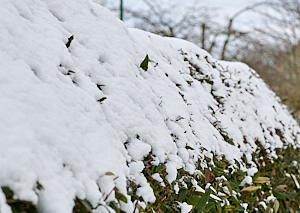 Snow covered hedge