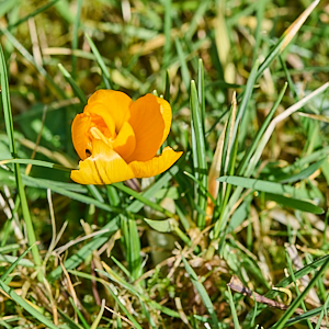 Yellow Crocus Flower