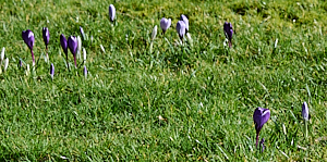 Group crocus in grass
