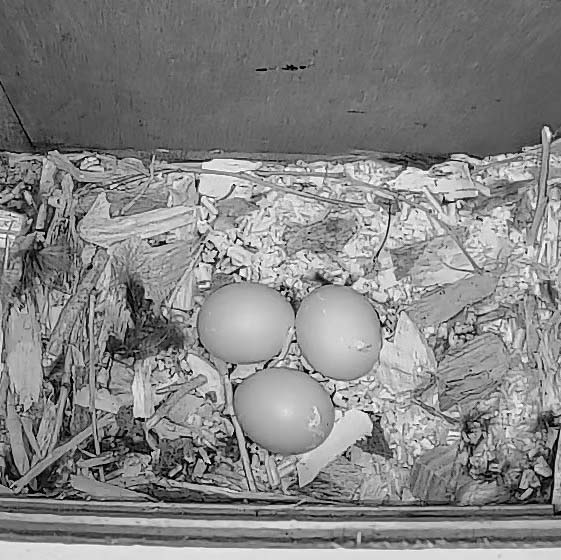 Three Tawny Owl eggs in nest box