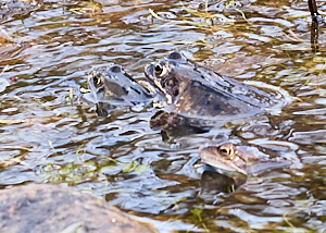 Frogs in garden pond