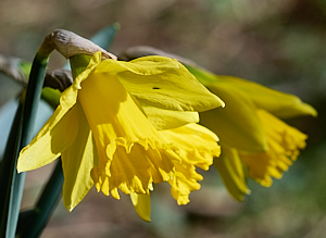 Flowering daffoidls