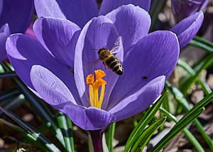 Insect hovering over ope crocus