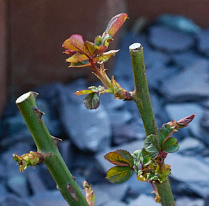 Buds on Leaping Salmon rose