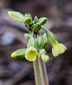 Oxlips starting to bloom