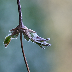 Flowering buds on clematis Freida