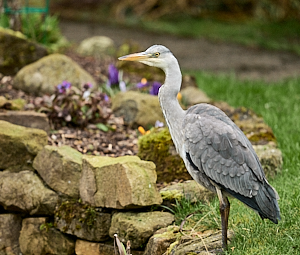 Heron by the garden pond