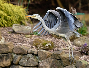 Grey heron taking off