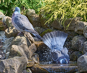 Bathing wood pigeons