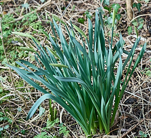 Daffodils about to flower