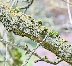 Lichen and growth on apple tree