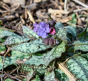 Lungwort providing some garden colour