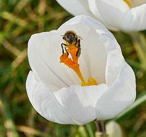 Insect collecting pollen from white crocus flower